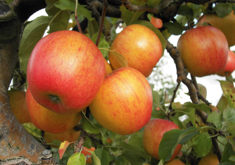 Der Apfelbaum bringt mehr —  Die nachhaltige Grundstücks-Intensivnutzung