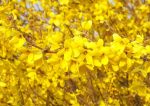 Forsythiastrauch in gelber Blüte