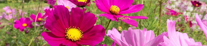 Tipps und Anregungen für die einfache Gestaltung schönster Blumenbeete