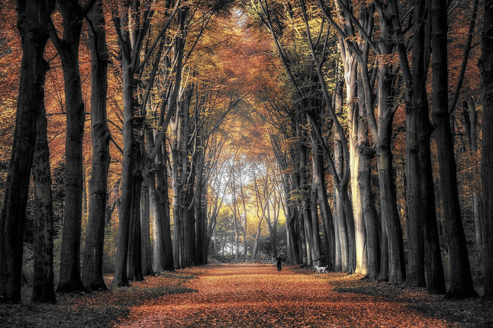 Rilkes Herbstgedicht „Herbsttag“ — Wer jetzt kein Haus hat, baut sich keines mehr…